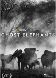 2025高分美國電影 追尋幽靈巨象/追尋幽靈大象/Ghost Elephants 沃納·赫爾佐格 英語中字 盒裝1碟